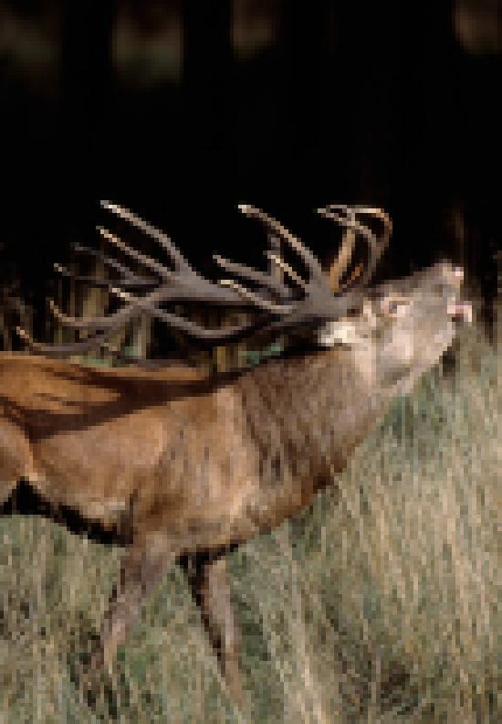 Jagdpraxis Wild Deutsche Jagdzeitung