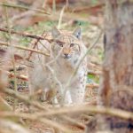 RS48699_Luchs sucht Deckung_550.jpg