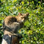 RS48896_Wildkatze auf Baum-lpr_start.jpg