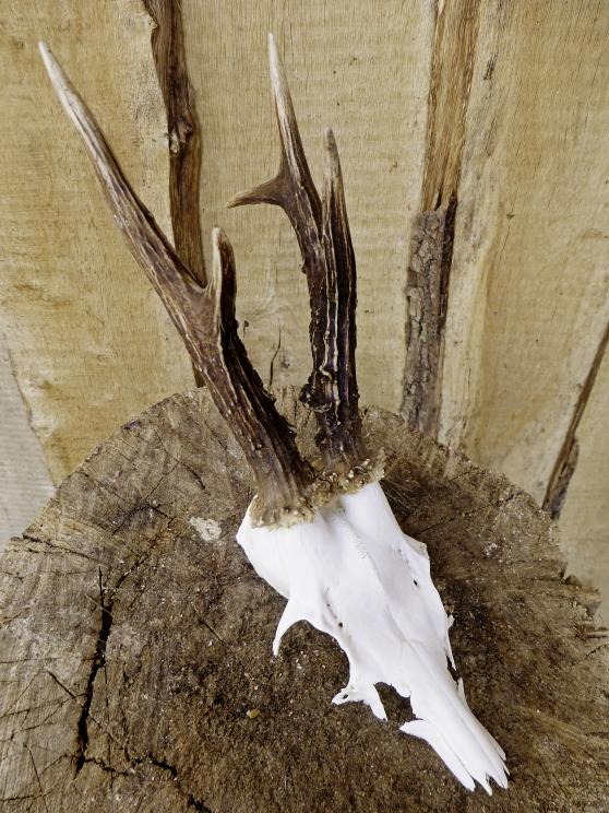 Ein Rehbockgehörn auf einer Baumscheibe