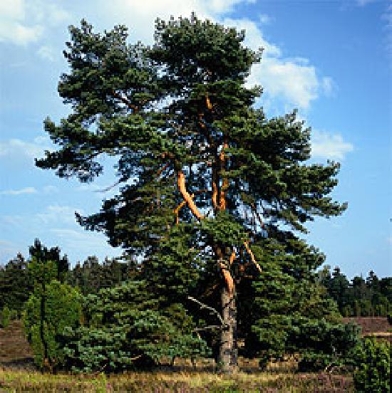 Baum des Jahres 2007 Waldkiefer im Container Größe 30 bis 40 cm