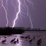 Lightning Birds