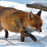 Fuchs Foto Beate Siebern