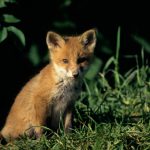 20120502_WhUNiesters Fuchs