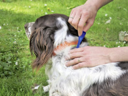 Zur Abwehr von Flöhen wird dem Hund ein Spot-on-Präparat im Nackenbereich ins Fell gegeben