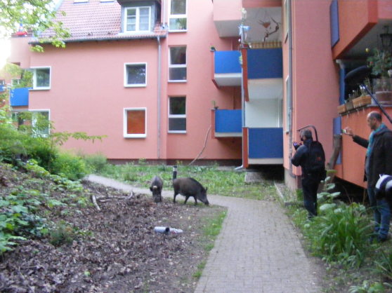 Wildschweine hinter Häusern in einem Garten