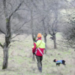 sauenangriff_hund_in_wiese