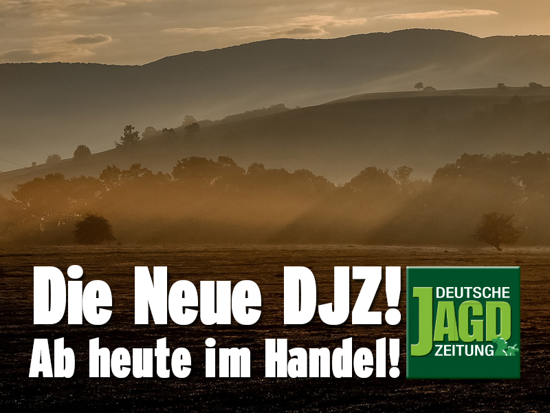 Hirsch greift Auto an - Deutsche Jagdzeitung