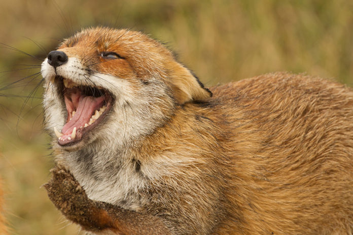 Fuchs fletscht Zähne