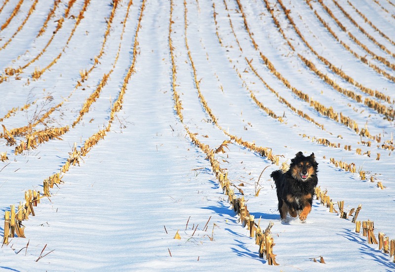 Hund läuft im Schnee auf Feld