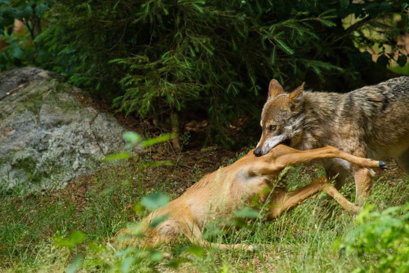 Wolf Soll in Niedersachsen ins Jagdrecht