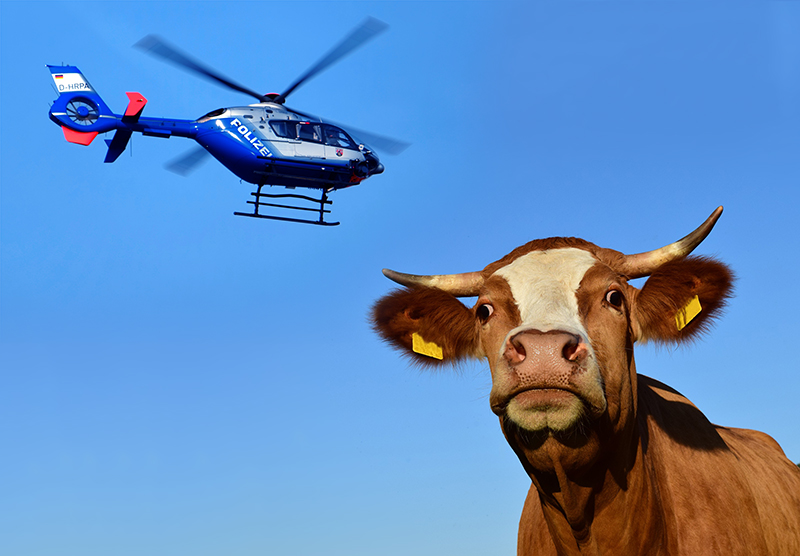 Kuh per Hubschrauber gesucht
