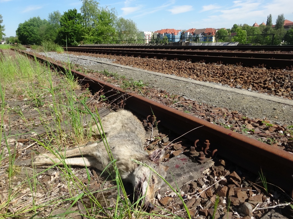 Tote Wölfin bei Bautzen gefunden