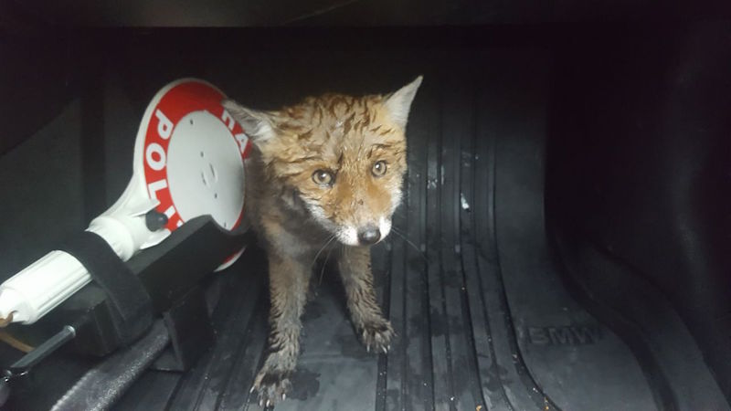Fuchswelpe von Polizei gerettet