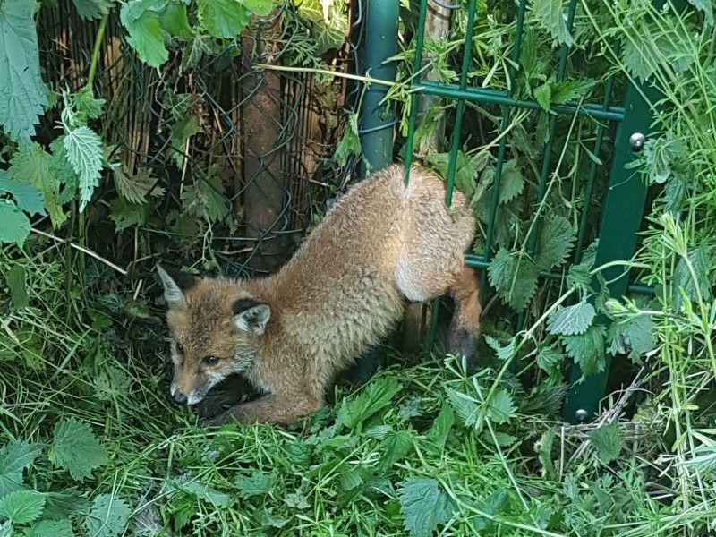 Fuchs in Zaun gefangen