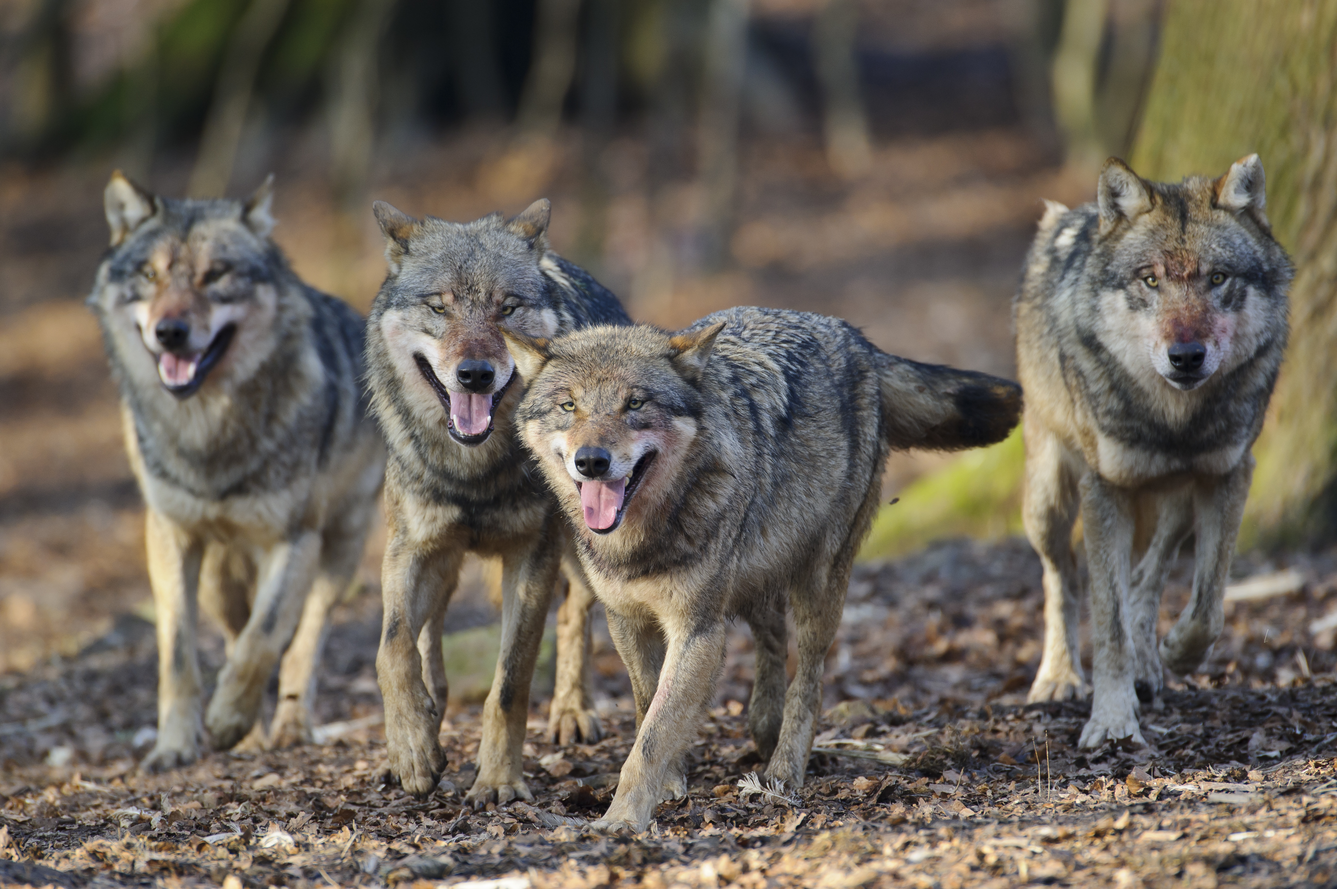 Jäger fordern vernünftiges Wolfsmanagement