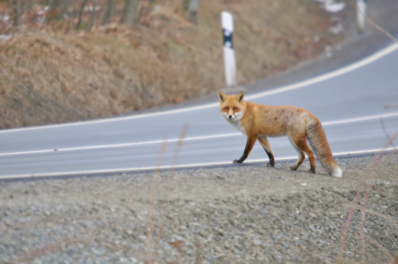 Fuchs an Straße
