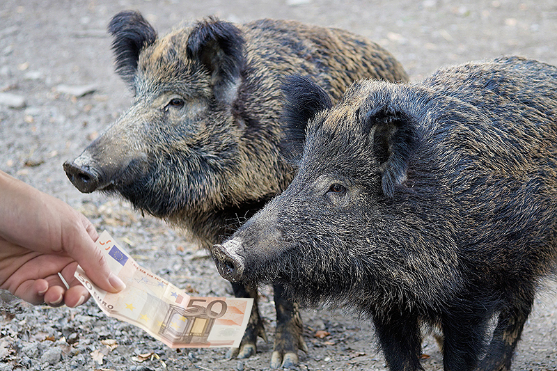50 Euro-Schein und 2 Wildschweine