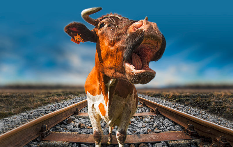 Kuh auf Gleis