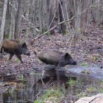 Weißrussland Drückjagd