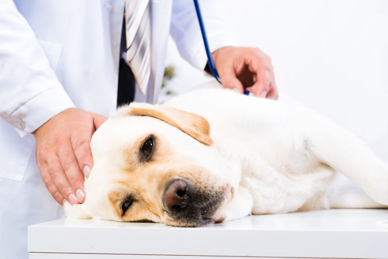 Hund beim Tierarzt auf dem Behandlungstisch nach einem Notfall