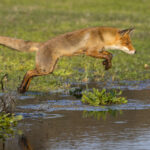 Fuchs, fox, Vulpes vulpes