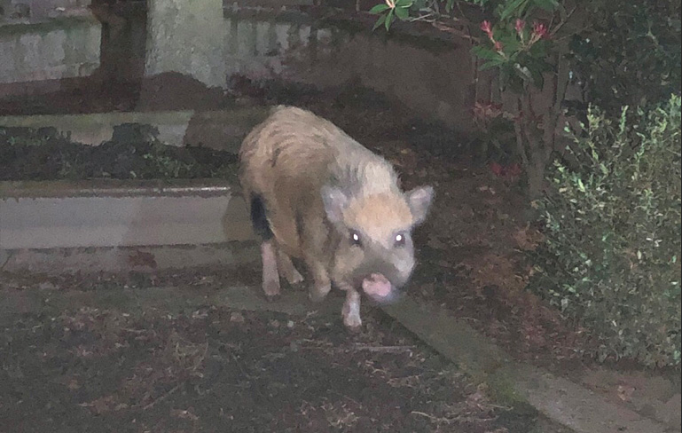 Schwein in einem Vorgarten