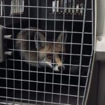 Der Fuchs im Transportkorb