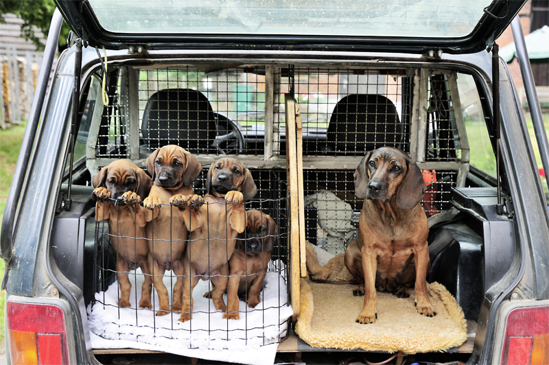 Hundetransport: Sicher ins Revier - Deutsche Jagdzeitung