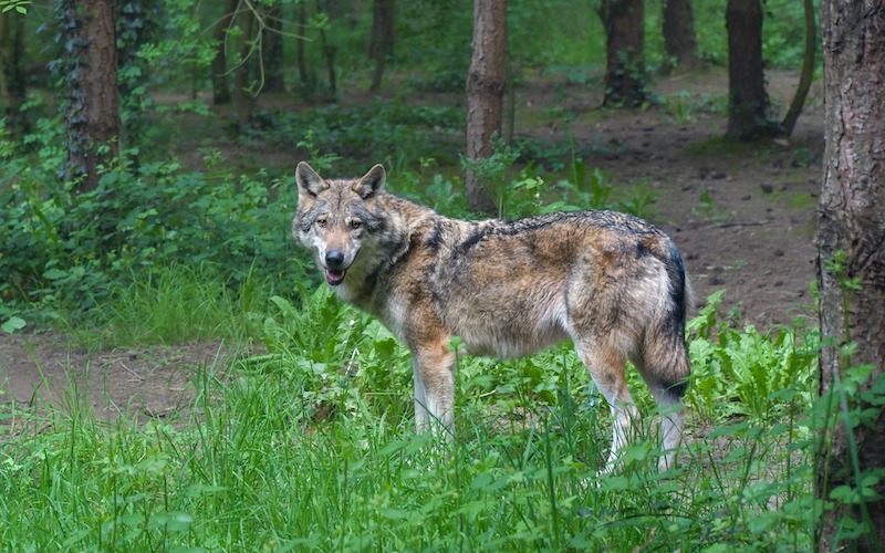 Wolf im Wald