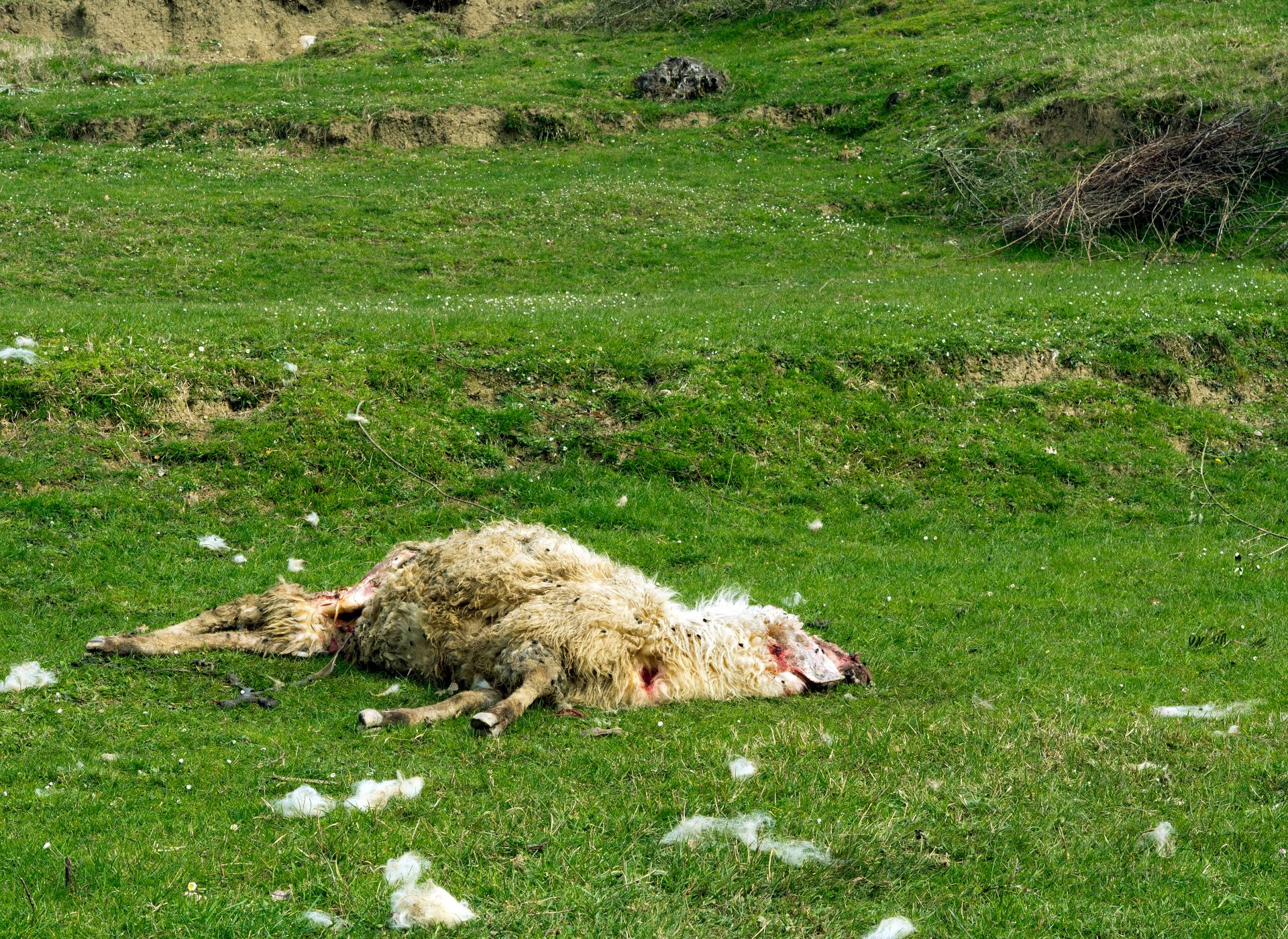 Tote Schafe als Protest