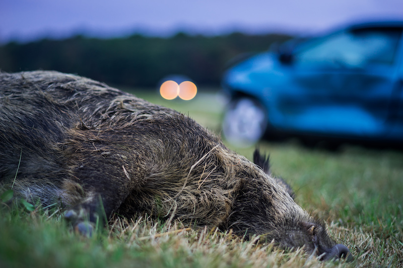 Totes Wildschwein auf einer Wiese vor einem vorbeifahrenden Auto