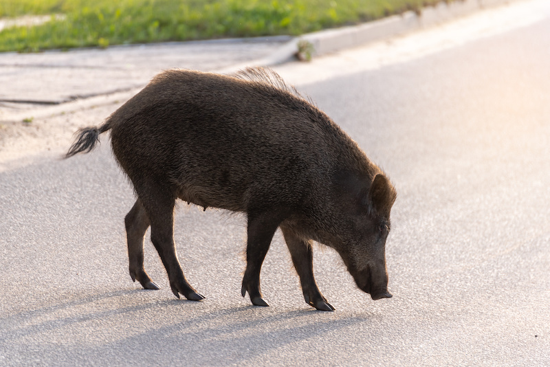 Wildschwein auf einer Straße