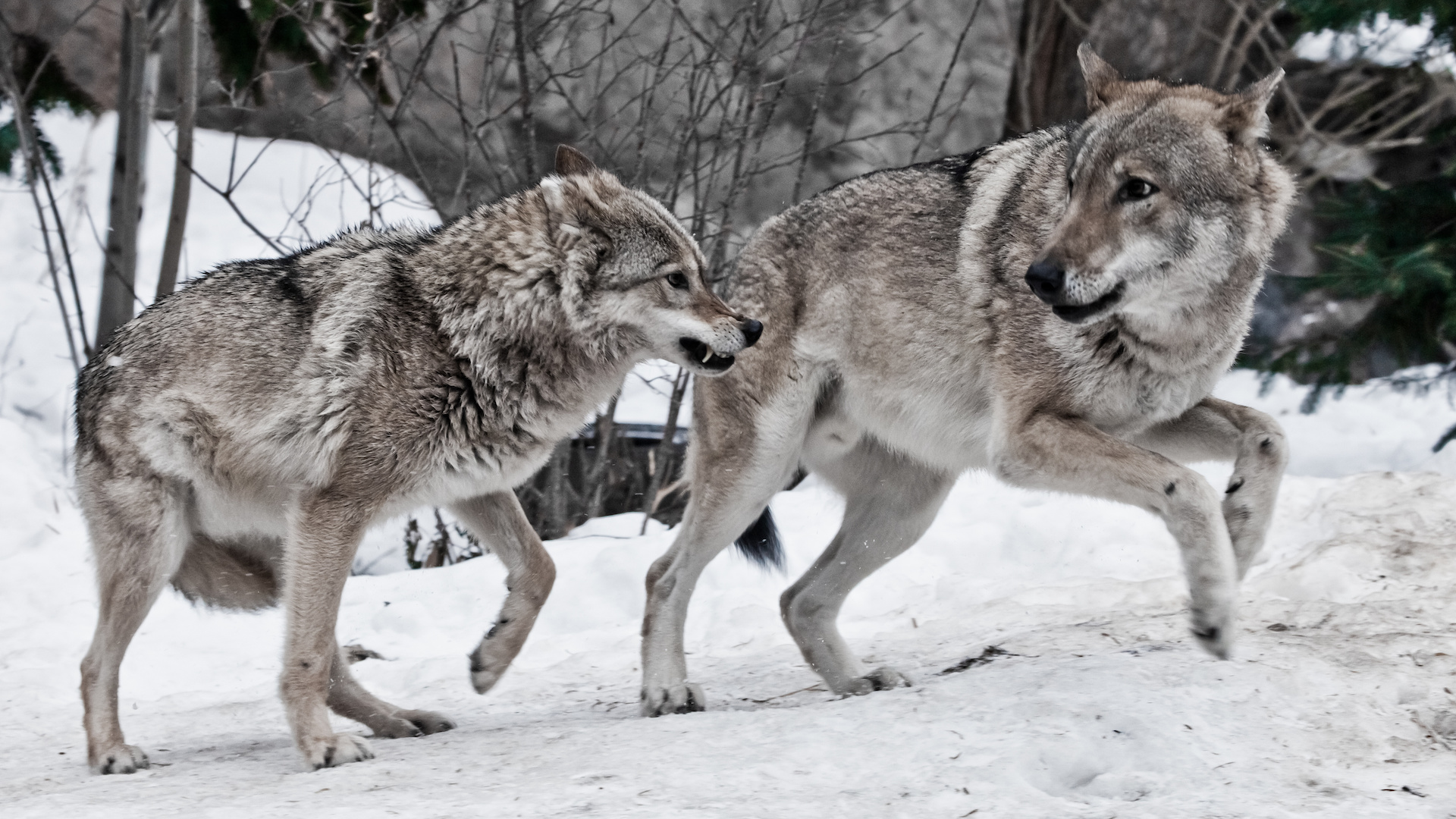 Zwei Wölfe im Schnee