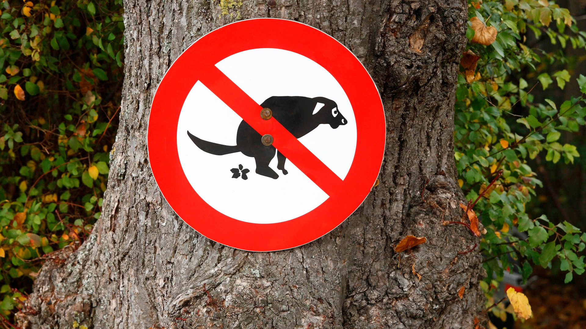 Хорошо в лесу какой знак. Запрещающие знаки в заповеднике. Разрешающие знаки в лесу. Знак охота запрещена. Знак запрещающий вырубку деревьев.