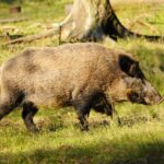 RS48922_Wildschwein im Wald 1