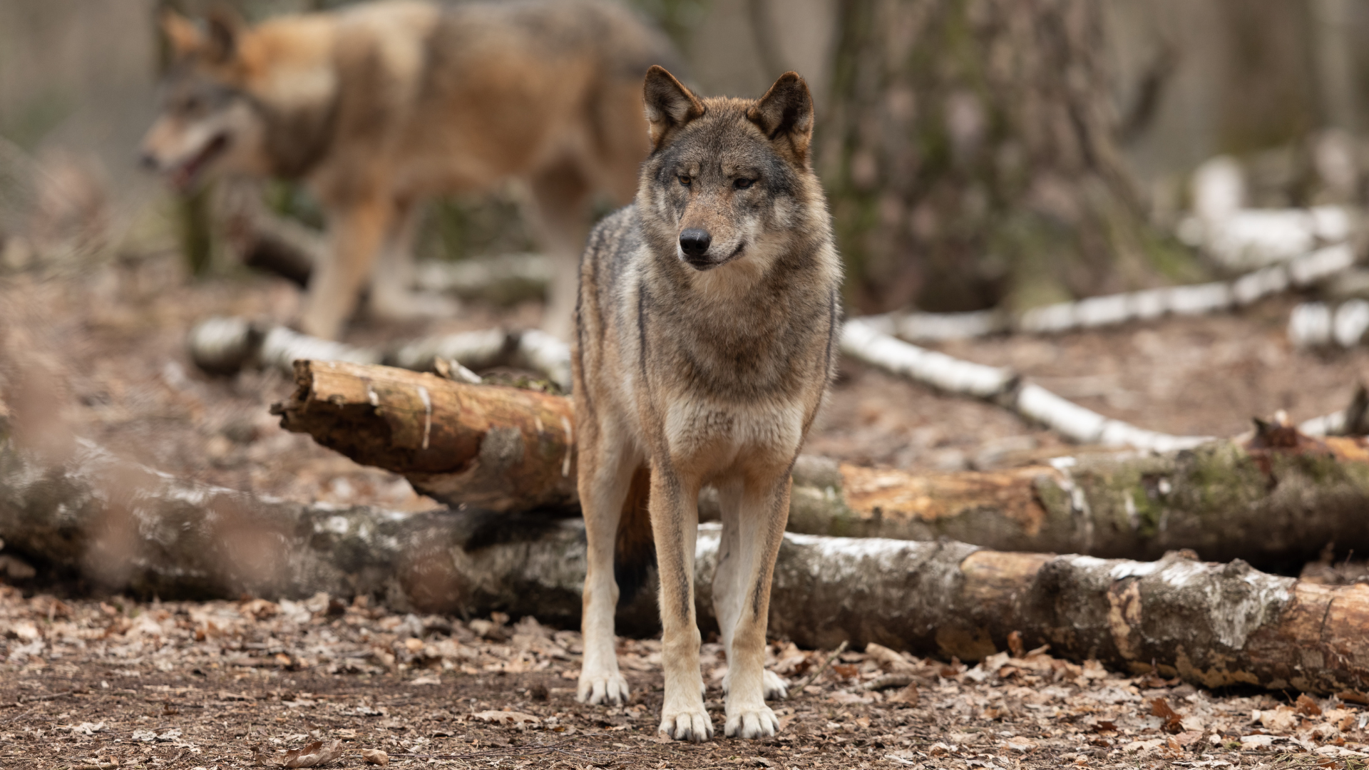 Wolf in Waldgebiet