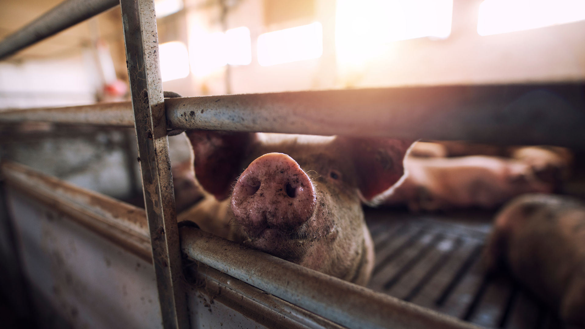 Schweine in einem landwirtschaftlichen Betrieb.