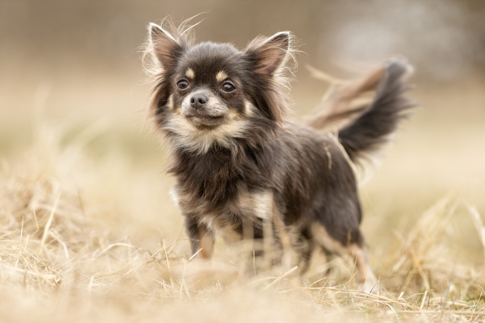 Ein Chihuahua auf einer Wiese.