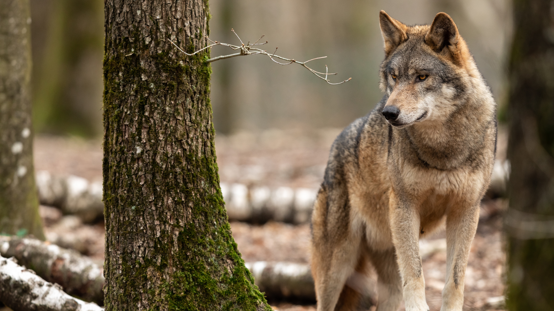 Wolf in Waldstück.