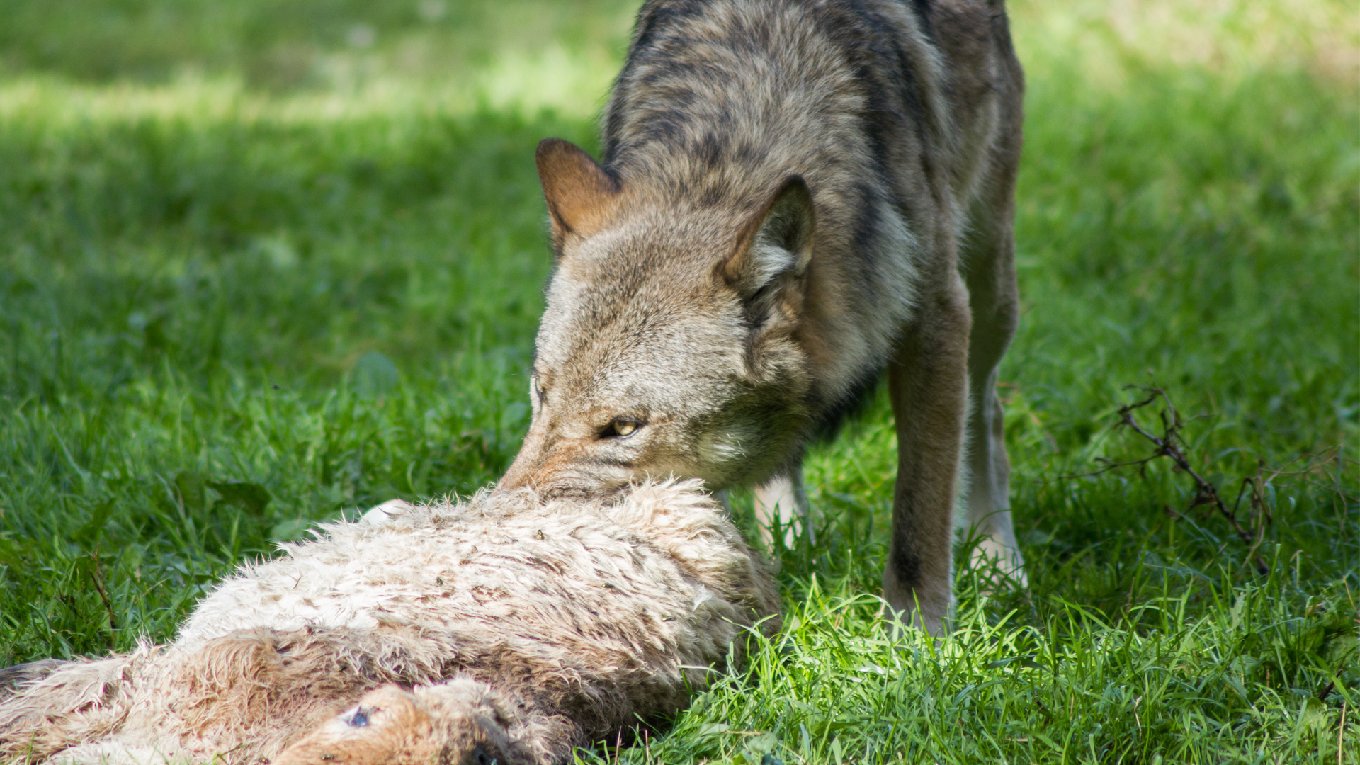 Кто может съесть волка. Волк фото. Волки и овцы.