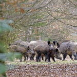 Wildschweine