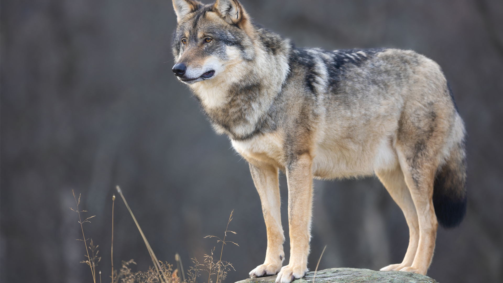 Wolfsrüde auf einem Fels. Die Forderungen nach einem aktiven Wolfsmanagement werden lauter