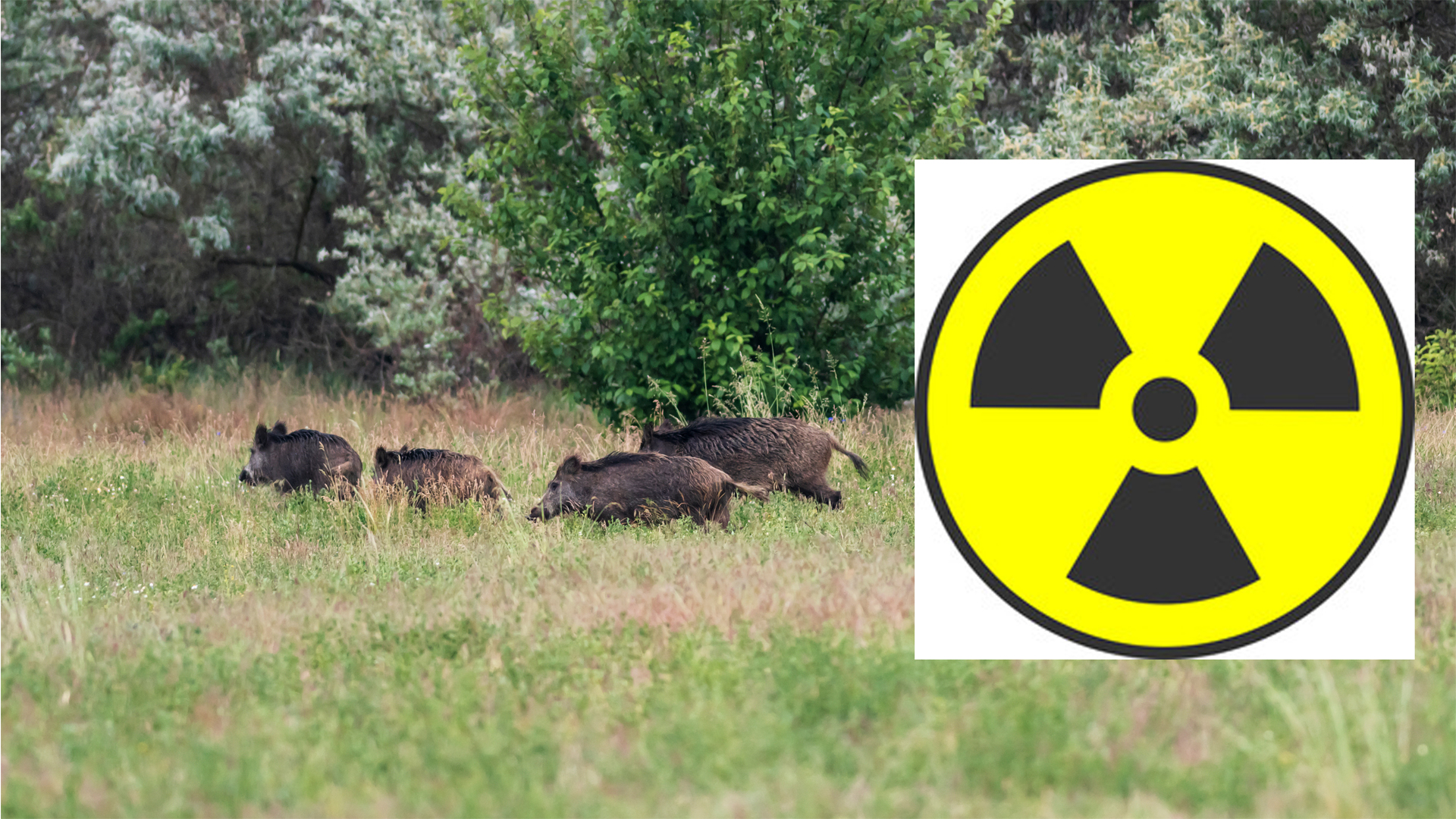 Auch 2023 zum Teil radioaktiv belastetes Wildbret bei Wildschweinen