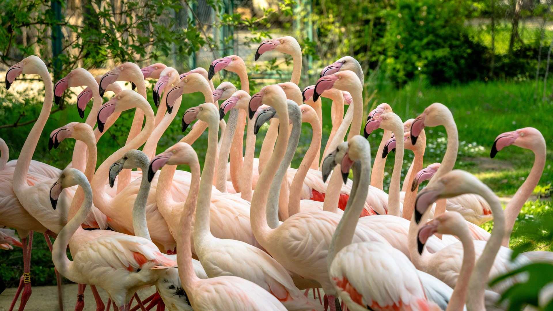Im Tiergarten Schönbrunn hat Mitte Oktober 2023 ein Fuchs unter der Flamingo-Population gewütet