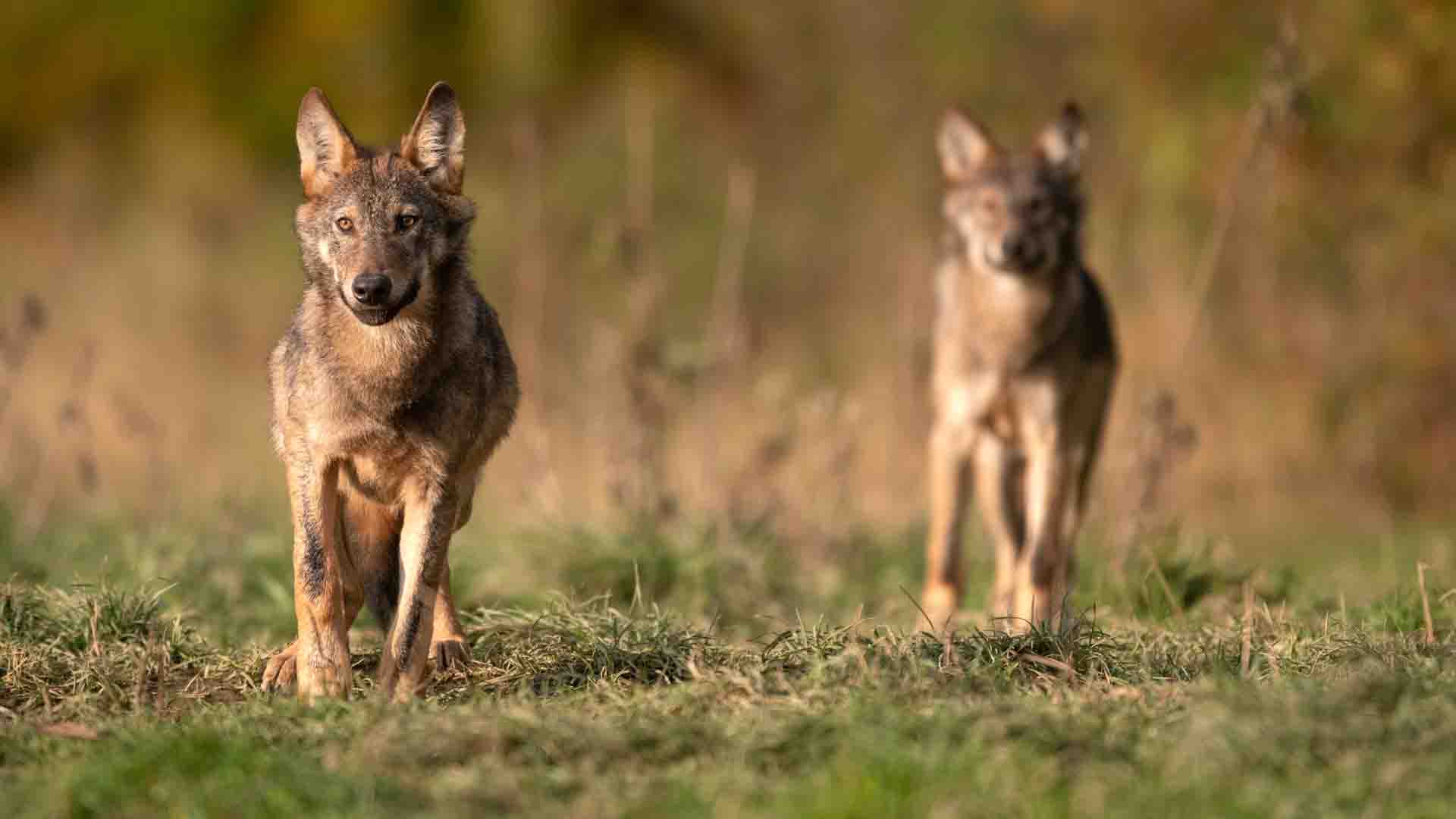 184 Wolfsrudel lebten im Monitiringjagd 2022/23 in Deutschland