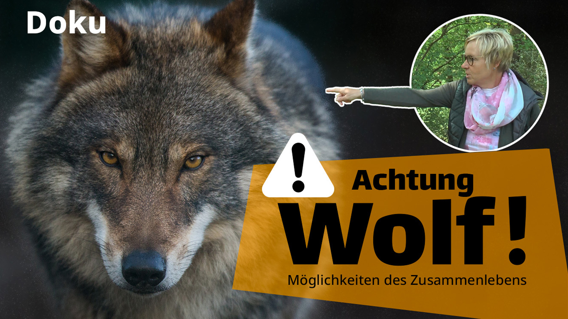 Der Wolf ist Wahlkampfthema in Hessen