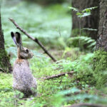 Dieter Hopf_RS49110_Feldhase im Wald 029