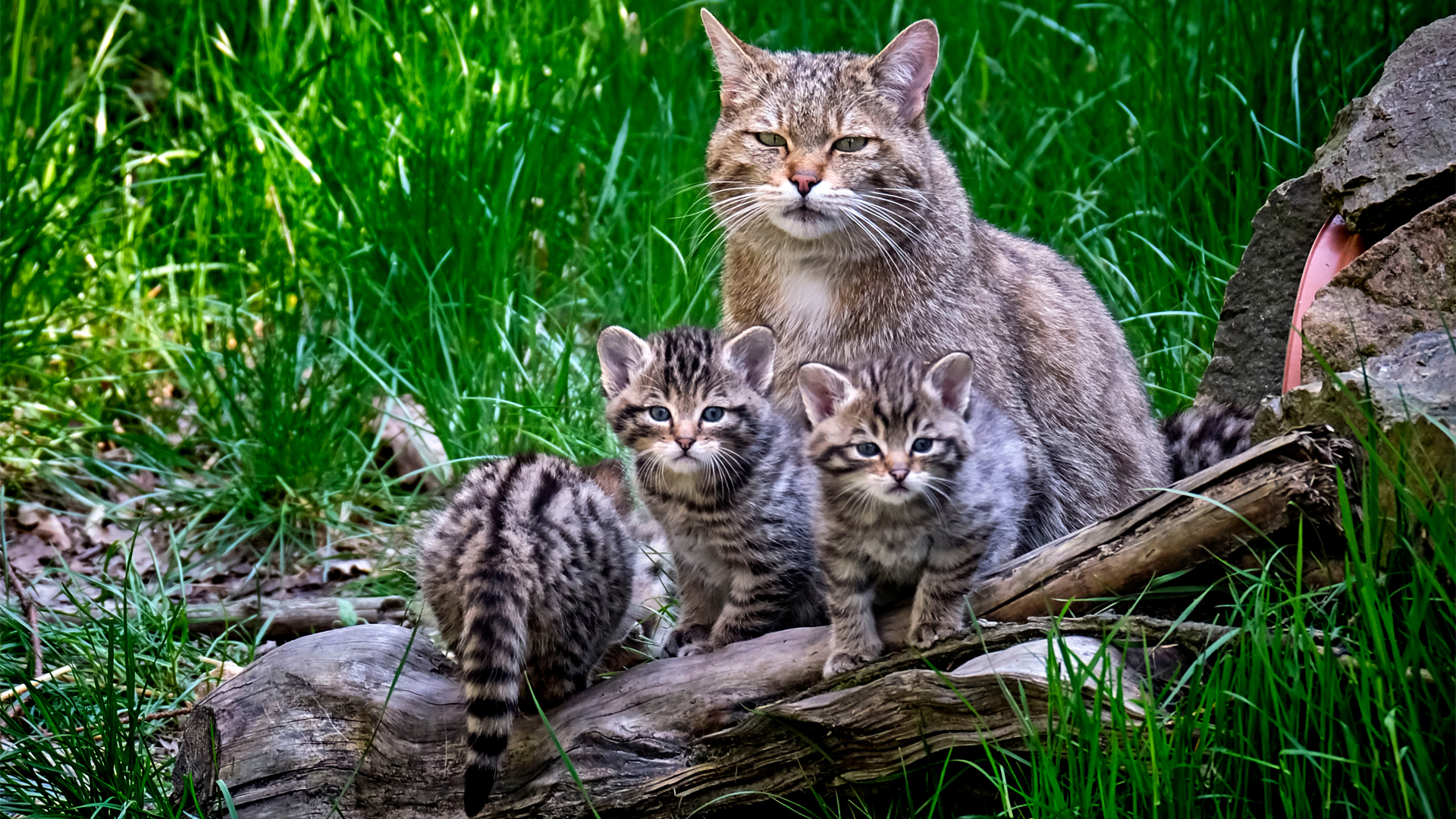 Wildkatzen wurden in Brandenburg nachgewiesen