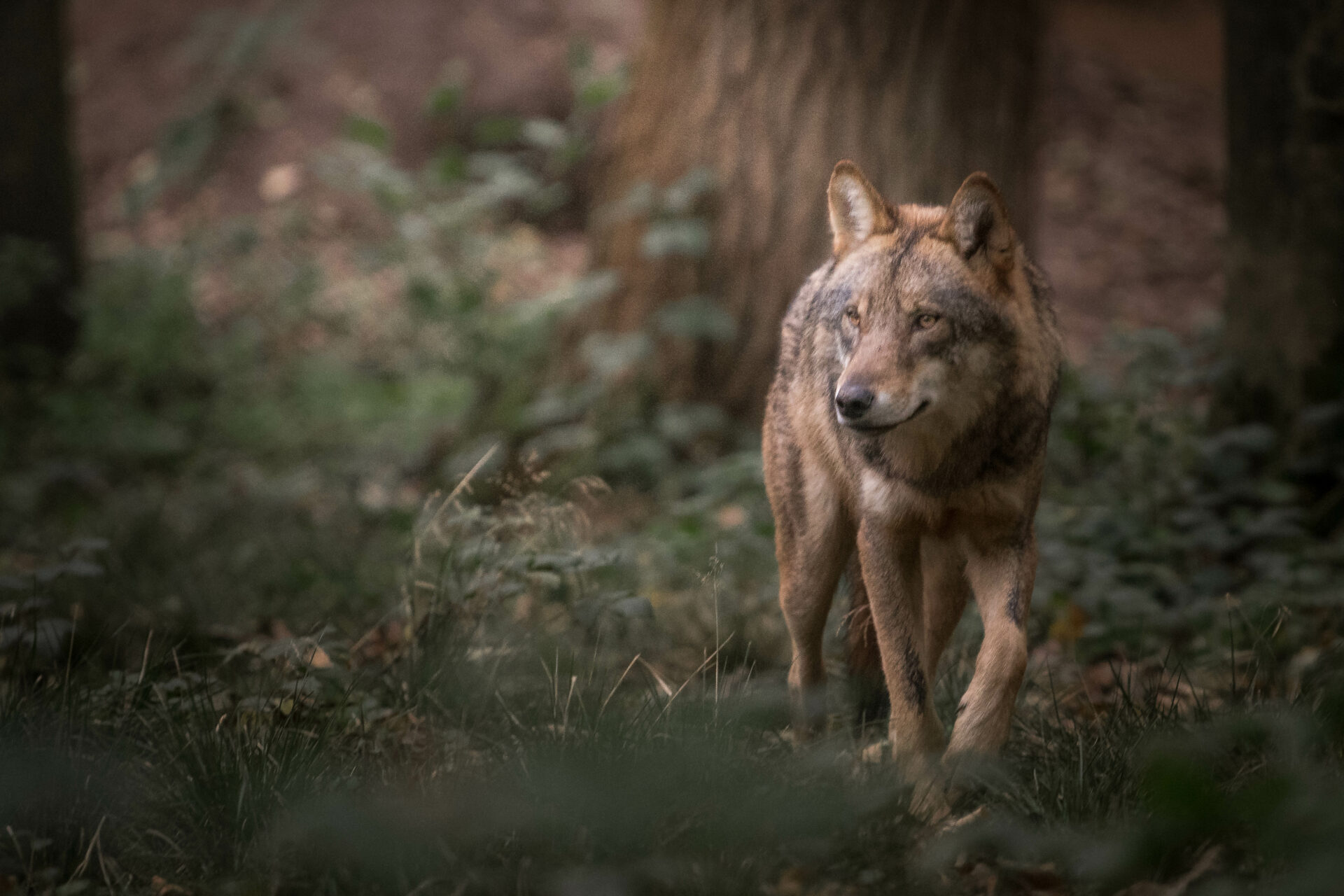 Wolf in einem Waldstück